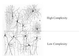 Complexity